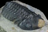 Detailed Reedops Trilobite - Atchana, Morocco #126314-3